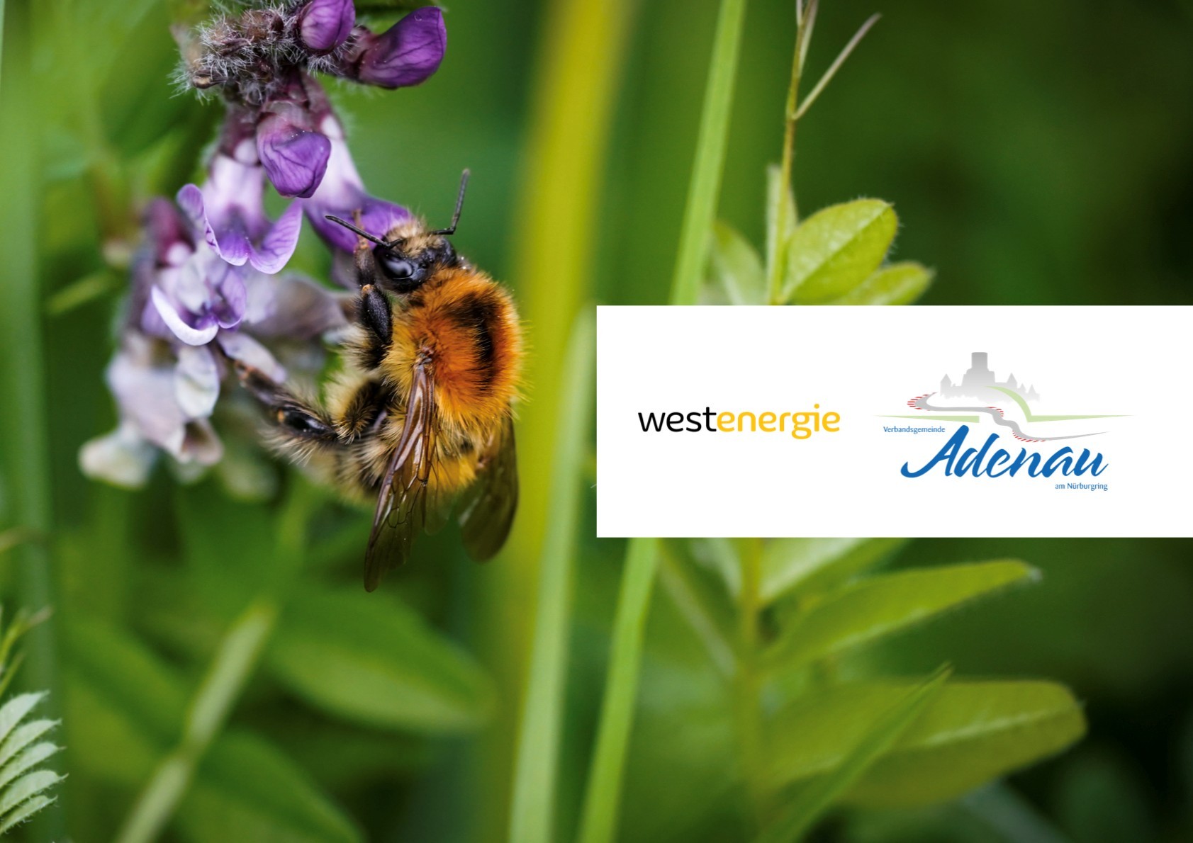 Eine Nahaufnahme einer Hummel, die an einer lila Blüte Nektar sammelt. Im Hintergrund ist grüne Vegetation zu sehen. Rechts befinden sich die Logos von Westenergie und der Verbandsgemeinde Adenau. 