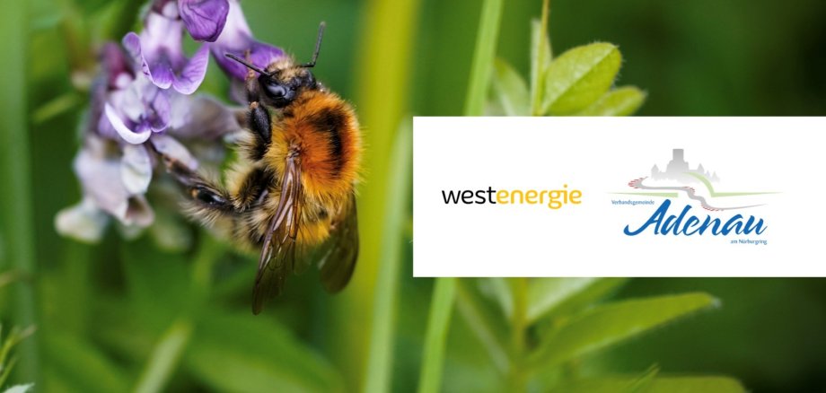 Eine Nahaufnahme einer Hummel, die an einer lila Blüte Nektar sammelt. Im Hintergrund ist grüne Vegetation zu sehen. Rechts befinden sich die Logos von Westenergie und der Verbandsgemeinde Adenau. 